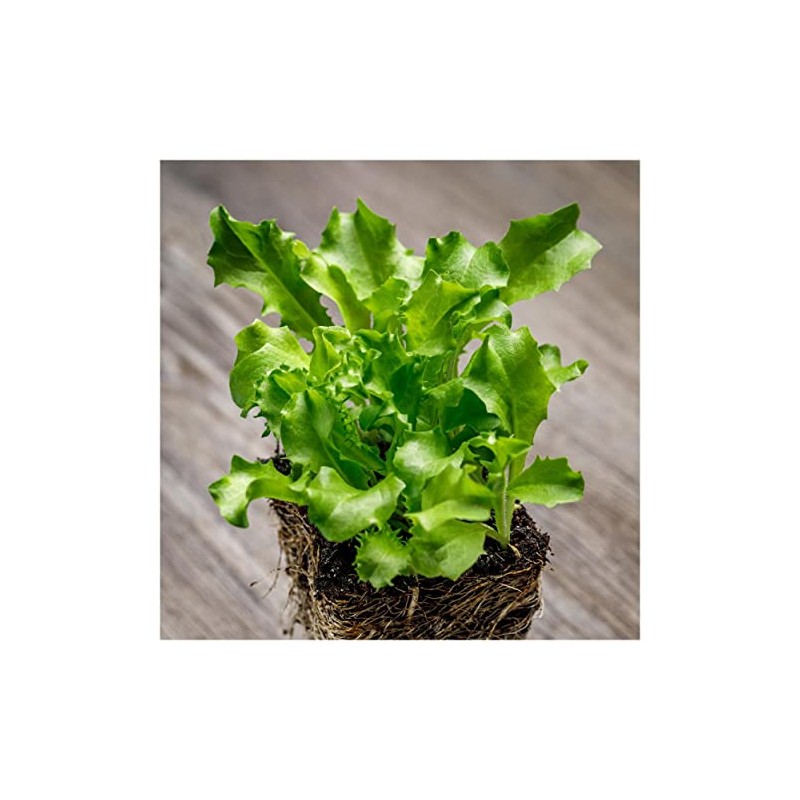 Everwilde Farms - 1 Oz Green Curled Ruffec Endive Seeds