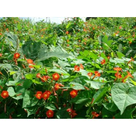 TomorrowSeeds Scarlet Morning Glory Seeds | Red Ipomoea For Planting Vining Flower Seed 2025 - 300+ Count