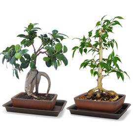 ELFULLY 2 Pack Rectangle Bonsai Pots, 6" and 7" Bonsai Planter, Handmade Unglazed Ceramic Planters with 2 Match Humidity Trays 2 Drainage Mesh Pads, Bonsai Tree Training Kit for Garden Outdoor Indoor