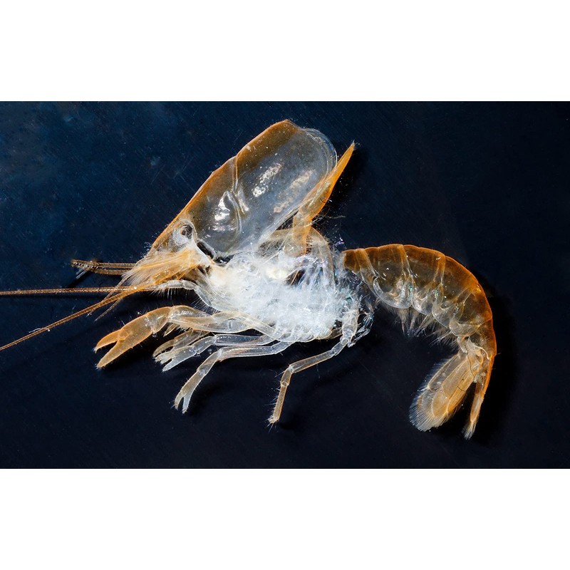 Natural Eholic – Mineral Cube Spinach Power ' – 47