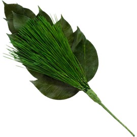 Premium Araginatsu Preserved Medium Size (1 Bundle) (Uses 3 Csubella Leaves and Miyakomatsu Type) Santreasure Pine