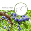 Pack of 30 Branch Separators for Fruit Trees, M Shaped