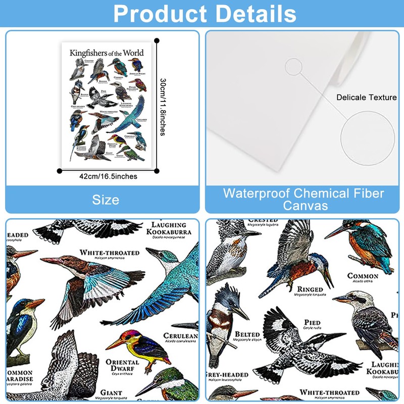 Cipszoely World Kingfisher A3 Identification Reference Educational Wall Poster, Perfect