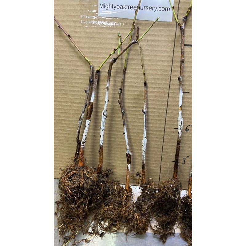 live plant Indian Blood Cling Peach grafted Bare root 1