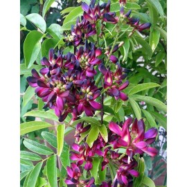 Green River Tropics 5 Wisteria Seeds Vine Climbing Flower Perennial Flowers US SELLER "Evergreen"