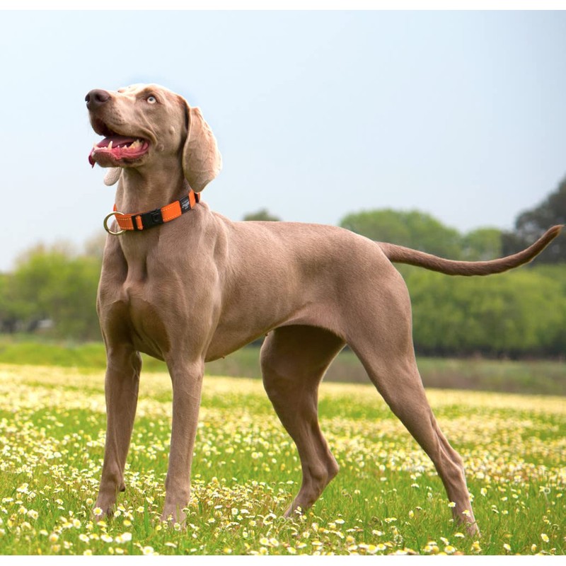 Classic Dog Collar X-Small - Chocolate Brown
