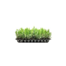 Thuja Arborvitae Blue Cone | 10 Live Trees | Evergreen Privacy Screening Hedge Plants