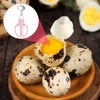 Dokeno 4 Pieces Quail Egg Scissors Stainless Steel Egg Shell