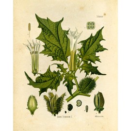 Vintage Botanical Prints | Poisonous Plants by Ink Inc. | Set of 4 8"x10" Unframed