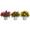I GIARDINI DI GIULIA - Portulaca Pianta Vera in Vaso,