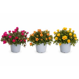 I GIARDINI DI GIULIA - Portulaca Pianta Vera in Vaso, Pianta Grassa Fiorita, Diametro 14 cm, Altezza 25 cm, per Balcone, Terrazzo e Giardino