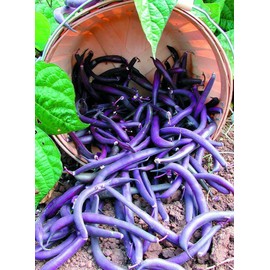 Heirloom 300 Purple Bean Seeds, Royal Burgundy, Heirloom Bean, Bush Green Beans, Non-Gmo