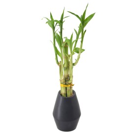 Arcadia Garden Products 5-Stem Lucky Bamboo, Live Indoor Plant in Dimension II Ceramic Planter for Home, Work, or Gift, Black ***Cannot Ship to Hawaii***