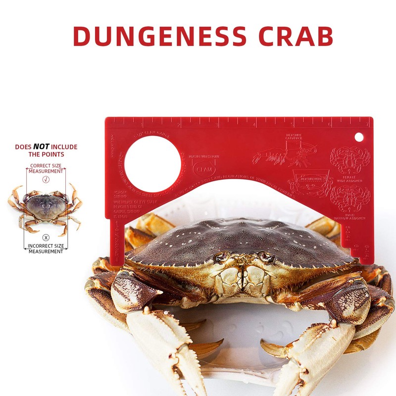 A1FISHER Dungeness Crab Gauge Measure with Ruler Multi Shrimp Clam