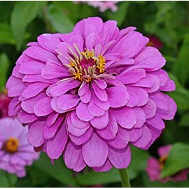400 Zinnia Flower Seeds Lavender Purple Zinnia Elegans