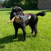 Petface Squeaky Pheasant Plush Dog Toy