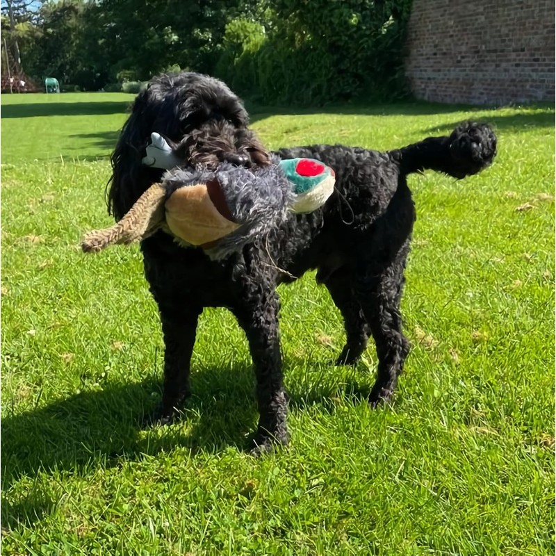 Petface Squeaky Pheasant Plush Dog Toy