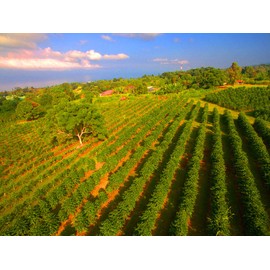 Greenwell Farms - 100% Kona Coffee - Full City Roast - 16oz - GROUND