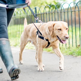 2 Hounds Design Freedom No-Pull Dog Harness Training Package, Large, Hot Pink