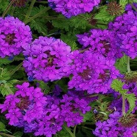 KVITER 2000 Purple Moss Verbena Seeds (Verbena tenuisecta) – Trailing Verbena Creeping Ground Cover Seeds Perennial – Drought-Tolerant – Ideal Flower Seeds for Planting in Outdoor Garden & Pots