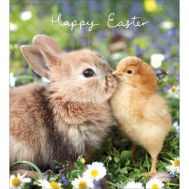 Bunny and Chick Easter Cards – Pack of 5 Illustrated Cards in 1 design