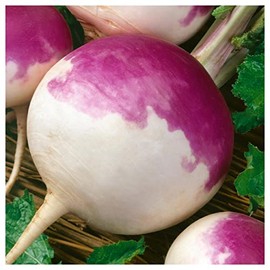 Everwilde Farms - 1 Lb Organic Purple Top White Globe Turnip Seeds - Gold Vault Packet