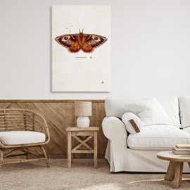 Stupell Industries Scientific Orange Moth Canvas Wall Art Design by Lydia Orange, 30 x 45