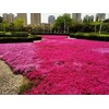 Thyme Seeds 2000 Mix Red Creeping Seeds for Planting- Wooly
