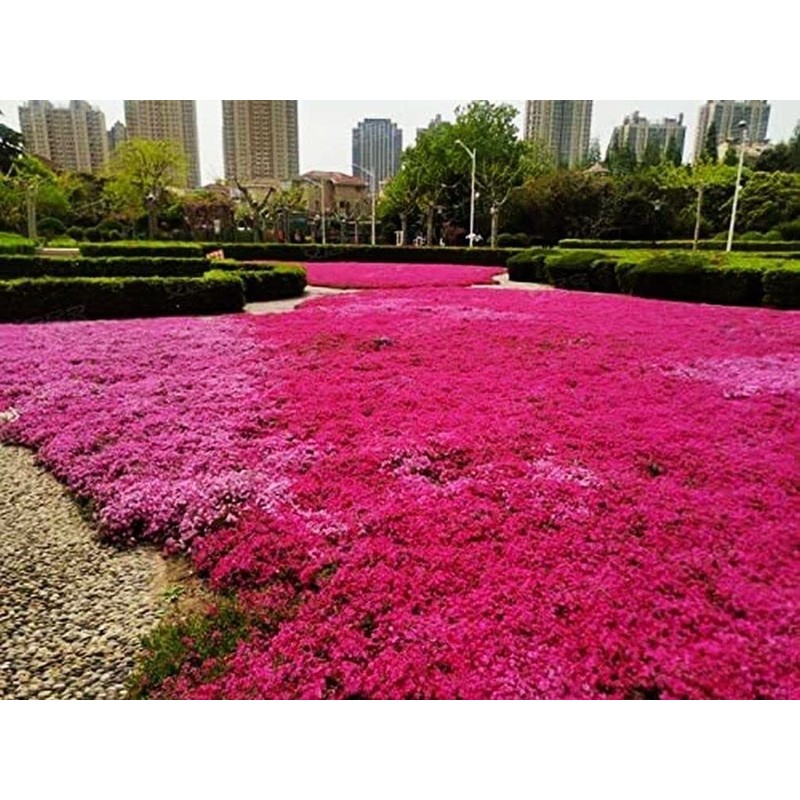 Thyme Seeds 2000 Mix Red Creeping Seeds for Planting- Wooly