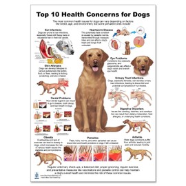 Blue Tree Publishing Dog 10 Health Concern Chart, Anatomy & Veterinary Physiology Canine - For Vet Nurses And Students,12 x 17inch