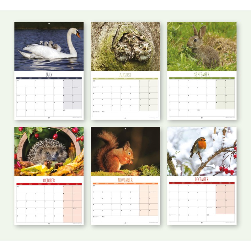 2026 A4 British Wildlife Calendar UK. One Month to View.