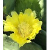 Cactus (2) 6”-10” Pads / Cuttings ~ Opuntia Gomei -