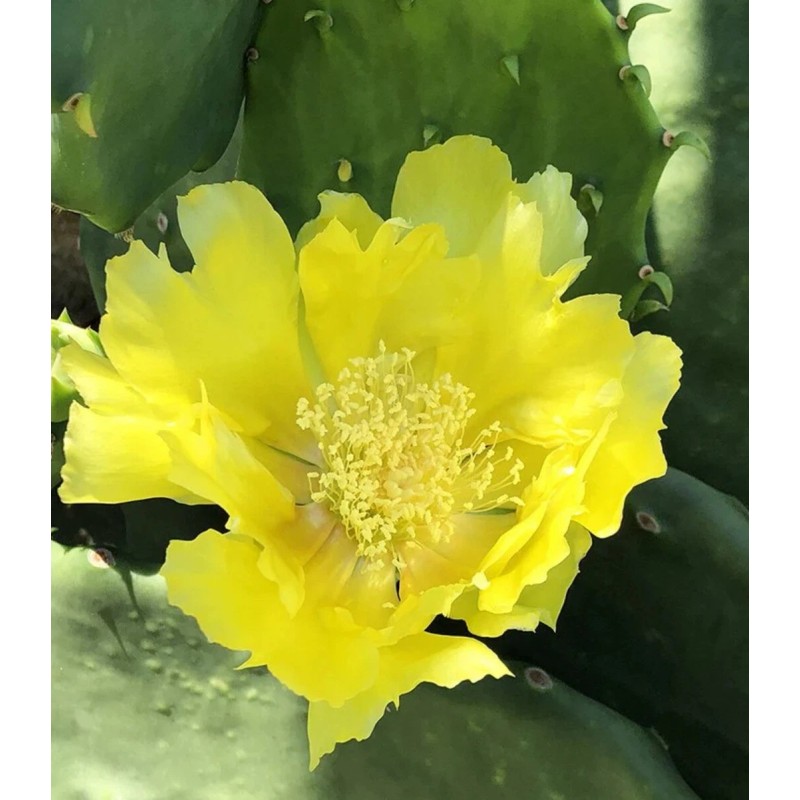 Cactus (2) 6”-10” Pads / Cuttings ~ Opuntia Gomei -