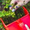 Vivi Bakie Berry Picker, Fruit Harvesting, Fruit Picker, Lightweight, Plastic