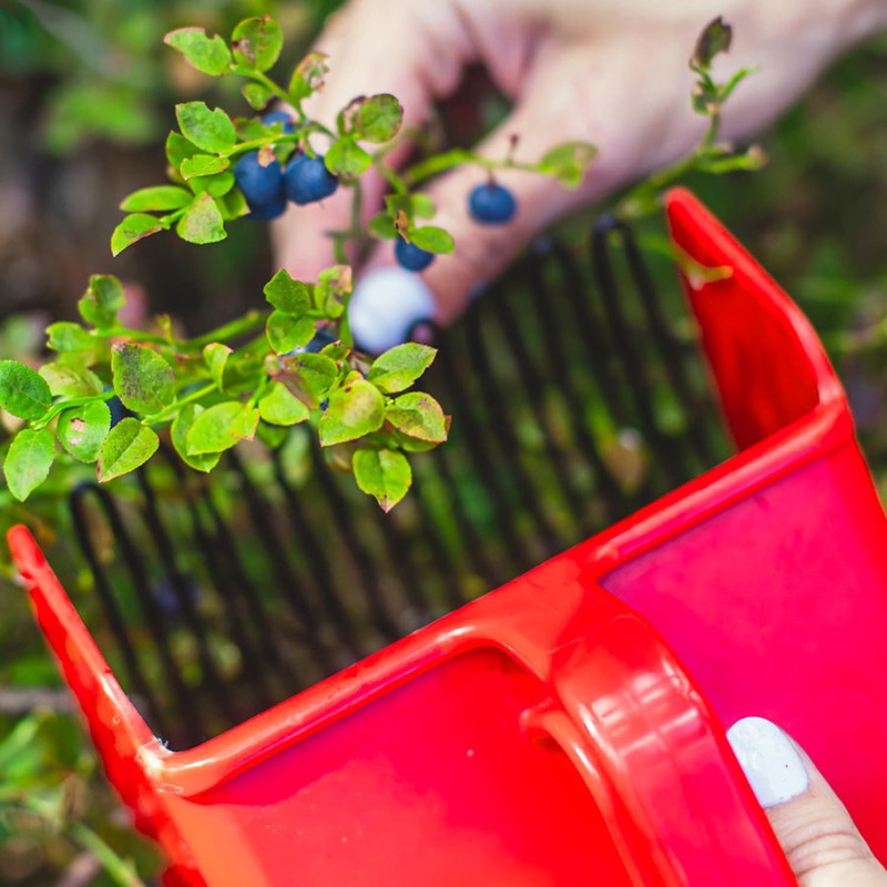 Vivi Bakie Berry Picker, Fruit Harvesting, Fruit Picker, Lightweight, Plastic