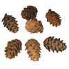 CAXUSD 50 Pcs Small Artificial Pine Cones Decorative Natural Pine