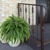 Single Silky Artificial Boston Fern Bush, 49Inch Large Artificial Ferns