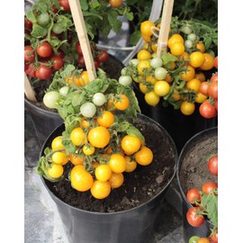 RAISE ME UP: Seeds Yellow Indoor Dwarf Tomato Determinate Non GMO Heirloom