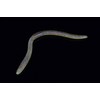 Jackall Flick Shake 6.8" Monster Bug
