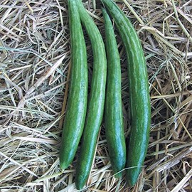 Gourd Seeds - Buag Ngu - 3 g Packet ~15 Seeds - Non-GMO, Heirloom - Asian Garden Vegetable