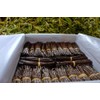 Jumbo Bourbon Vanilla Pods XXL (15 x 20-23 cm) Top Gourmet Quality - Grade A 100% Natural from Madagascar