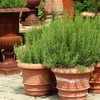 The Old Farmer's Almanac Heirloom Culinary Rosemary Herb Seeds -