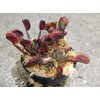 3 Small Sized Red Dragon Venus Flytraps - Fly Trap
