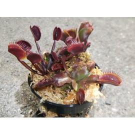 3 Small Sized Red Dragon Venus Flytraps - Fly Trap - (Dionaea Muscipula) Carnivorous Plant 3 inch Pot