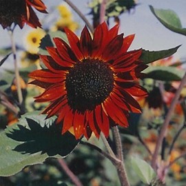 Sunflower Flower Garden Seeds - Velvet Queen - 1 Lb - Annual Wildflower Gardening Seeds - Mountain Valley Seeds