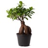 American Plant Exchange Ficus Ginseng Microcarpa Easy Care 4 Year