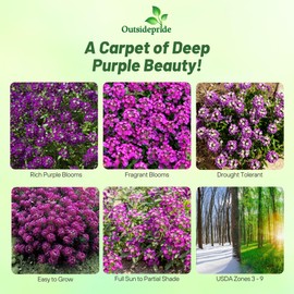 Outsidepride Oriental Nights Alyssum Seeds - 5000 Pcs Annual, Drought-Tolerant & Pollinator-Friendly Ground Cover Seeds w/Fragrant Honey Blooms for Low-Growing Xeriscaping & Outdoor Planting