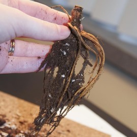 Kaya Cranesbill (Hardy Geranium) Flower Root - Attracts Butterflies and Hummingbirds - Deer Resistant - Good as Cut Flowers - Perennializing - Easy to Grow Live Plants - Outdoor Garden