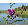 Fresh 100 Ironweed Medicinal Herb Seeds Purple Flower FREE SHIPPING