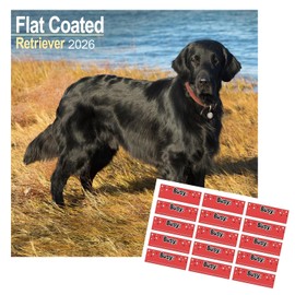 Flatcoated Retriever Calendar 2026 | 16 months | with FREE Organisational Stickers
